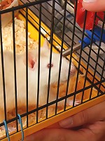 He agrees to take her pets while she is on vacation and she agrees to pleasure his dick